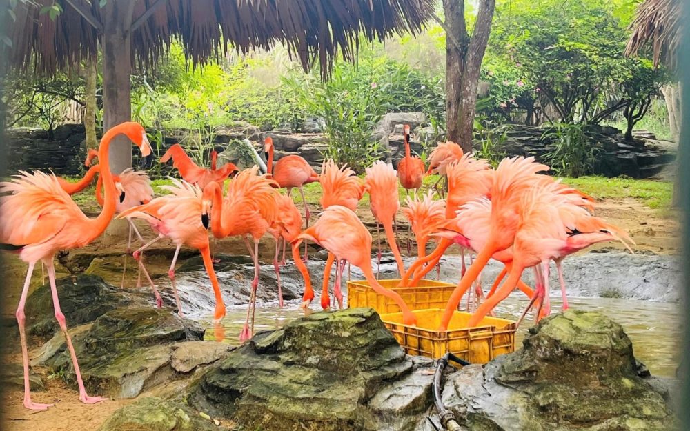 Mường Thanh Luxury Diễn Lâm - Sở thú